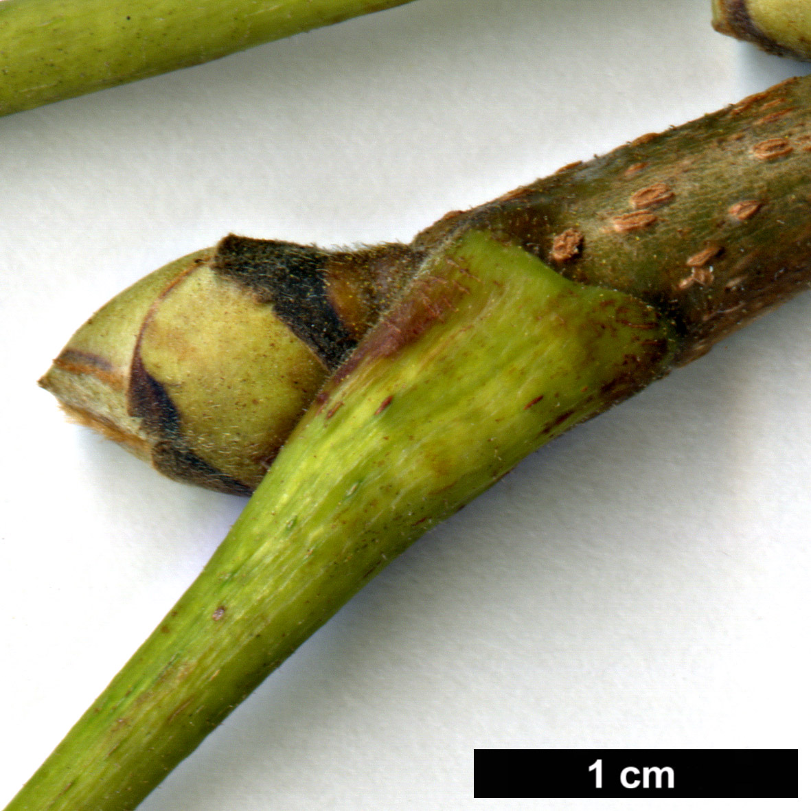 High resolution image: Family: Juglandaceae - Genus: Carya - Taxon: ×nussbaumeri (C.illinoinensis × C.laciniosa)